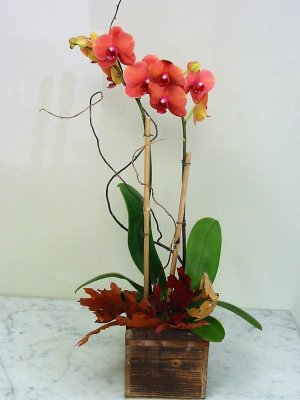 Fall Orchid in a Wood Box (image for) Fall Orchid in a Wood Box