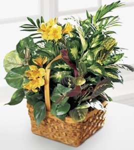 A Bit Of Sunshine Basket (image for) A Bit Of Sunshine Basket