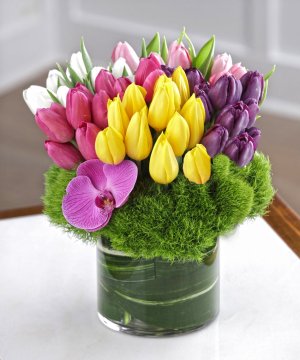 A Absolute Tulip Bouquet- 50 Tulips (image for) A Absolute Tulip Bouquet- 50 Tulips