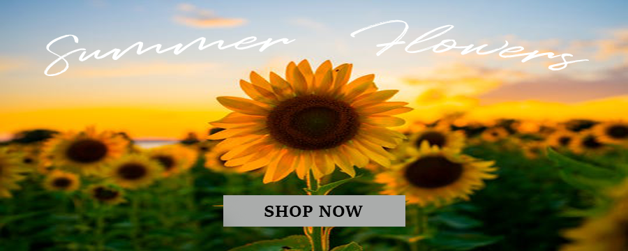Summer (image for) Summer